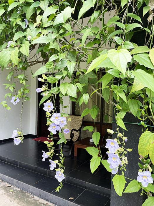 Dambulla Rock Arch Bed & Breakfast Eksteriør bilde